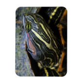 アカミミガメ, Trachemys scripta elegans, 2 マグネット (縦)