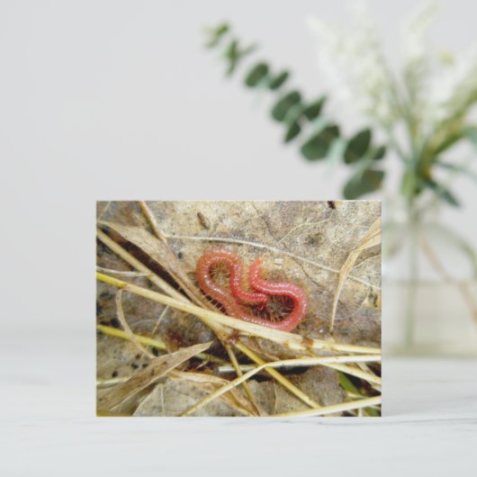 アカムカデ ポストカード (スタンド正面)