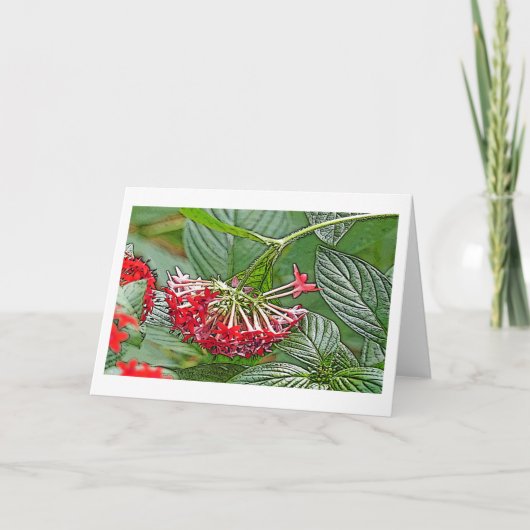 アカメの花の房/星花 カード (正面)