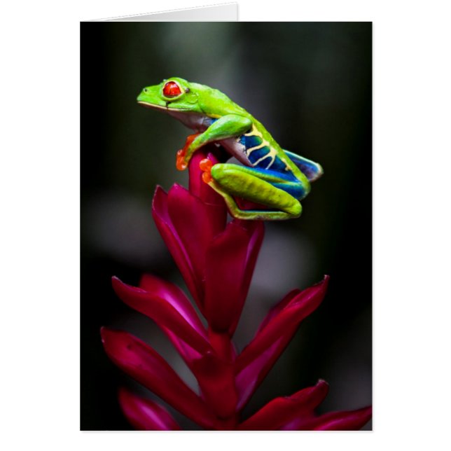 アカメアマガエル (正面)