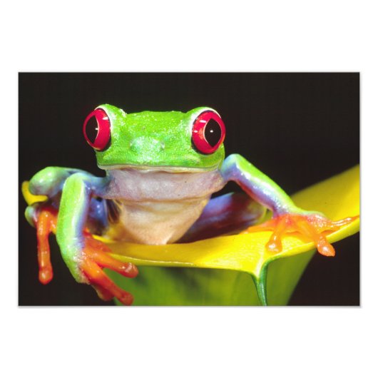 アカメアマガエル カラーリリーにいる フォトプリント            (正面)