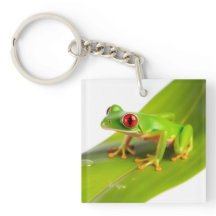 アカメアマガエル