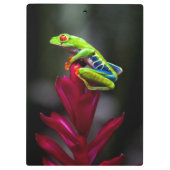 アカメアマガエル クリップボード (裏面)