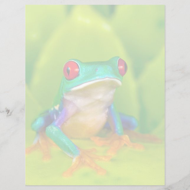 アカメアマガエル コスタリカ (正面)