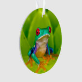 アカメアマガエル コスタリカ オーナメント (正面)