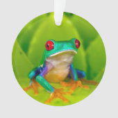 アカメアマガエル コスタリカ オーナメント (正面)