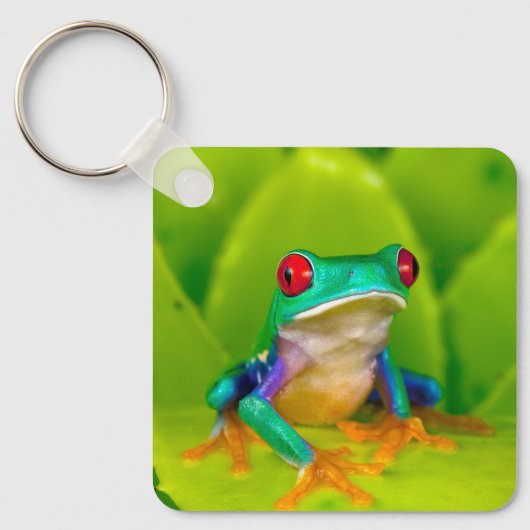 アカメアマガエル コスタリカ キーホルダー (正面)