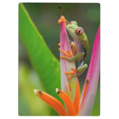 アカメアマガエル、コスタリカ クリップボード (裏面)
