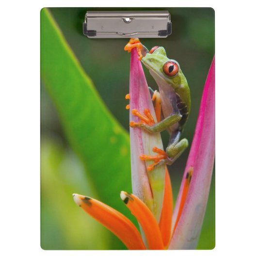 アカメアマガエル、コスタリカ クリップボード (正面)