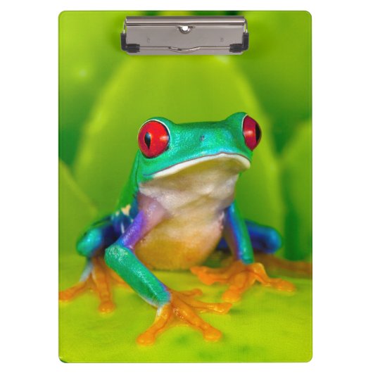 アカメアマガエル コスタリカ クリップボード (正面)