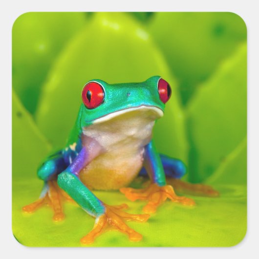 アカメアマガエル コスタリカ スクエアシール (正面)