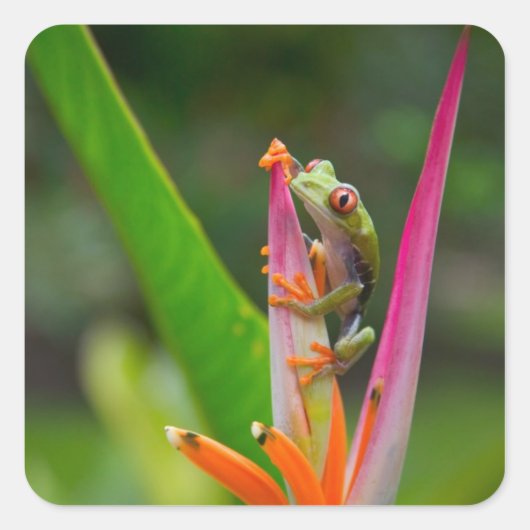アカメアマガエル、コスタリカ スクエアシール (正面)
