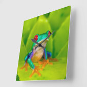 アカメアマガエル コスタリカ スクエア壁時計 (傾斜)