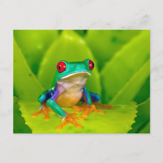 アカメアマガエル コスタリカ ポストカード (正面)
