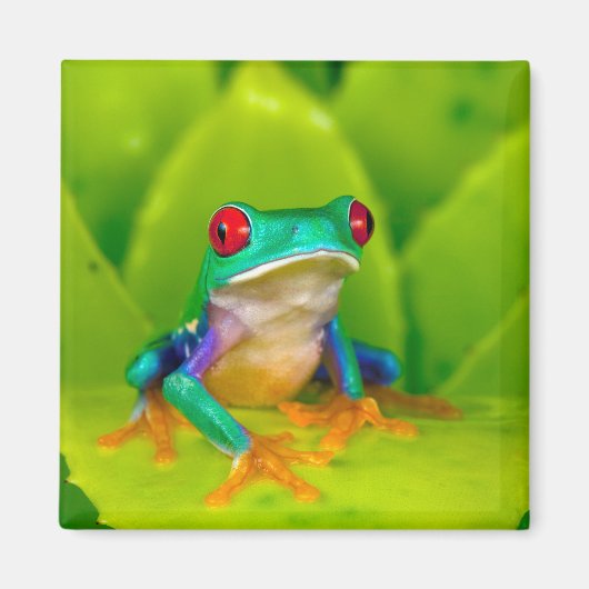 アカメアマガエル コスタリカ マグネット (正面)