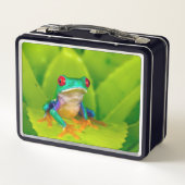 アカメアマガエル コスタリカ メタルランチボックス (裏面)