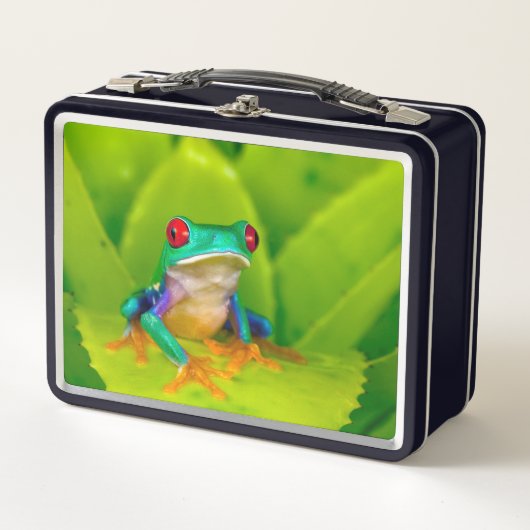 アカメアマガエル コスタリカ メタルランチボックス (正面)