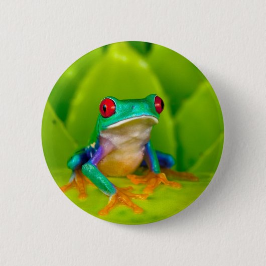 アカメアマガエル コスタリカ 缶バッジ (正面)