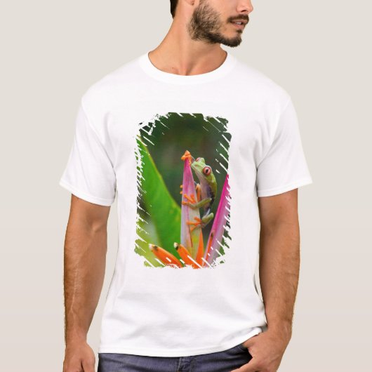 アカメアマガエル、コスタリカ Tシャツ (正面)