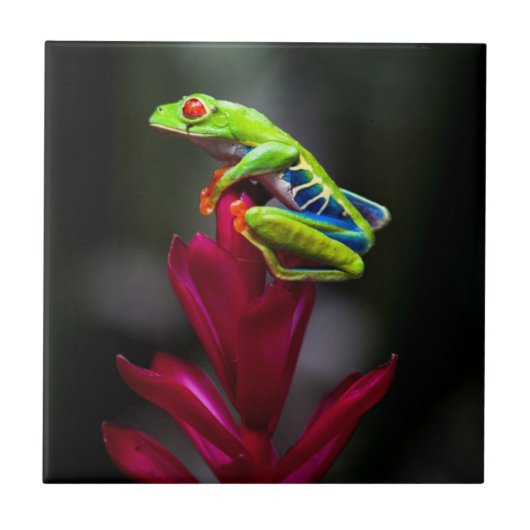 アカメアマガエル タイル (正面)