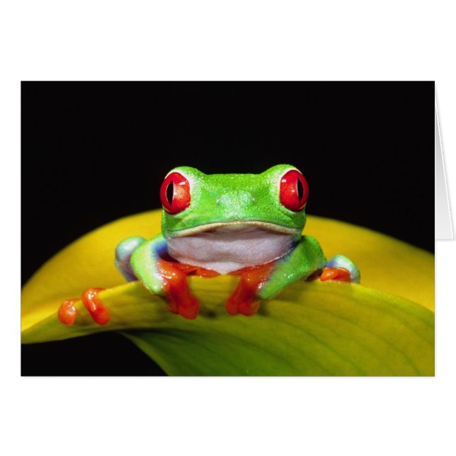 アカメアマガエル ネイティブ (正面横)