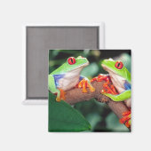 アカメアマガエル ペア Agalychinis callidryas マグネット (正面/裏面)