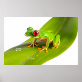 アカメアマガエル ポスター