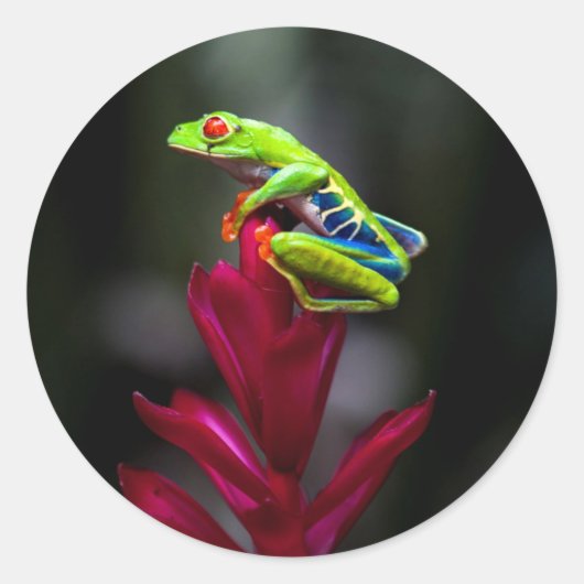 アカメアマガエル ラウンドシール (正面)