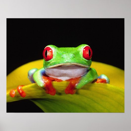 アカメアマガエル、Agalychinis callidryas、原産 ポスター (正面)