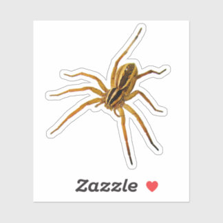 アカメウルフスパイダー (Rabidosa rabida) シール