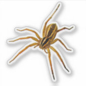 アカメウルフスパイダー (Rabidosa rabida) シール (正面)