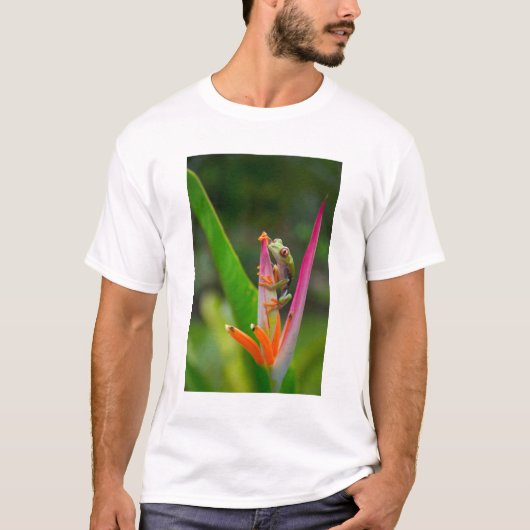 アカメガエル コスタリカ Tシャツ (正面)