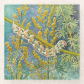 アカリアアッシンティウモアキャタピラ ガラスコースター (正面)