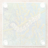 アカリアアッシンティウモアキャタピラ ガラスコースター (裏面)