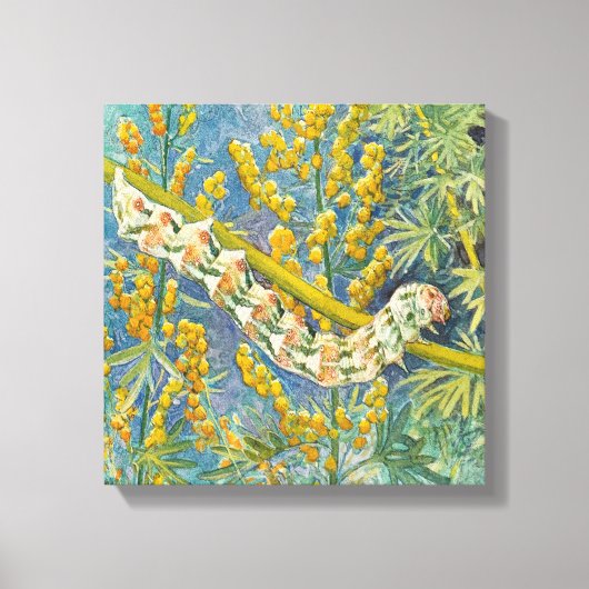 アカリアアッシンティウモアキャタピラ キャンバスプリント (正面)