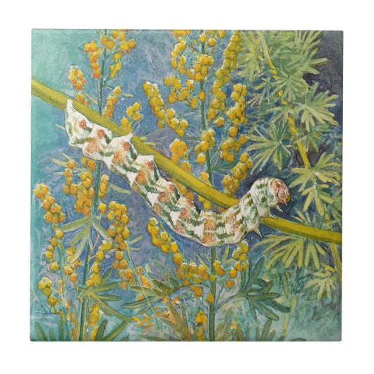 アカリアアッシンティウモアキャタピラ タイル (正面)