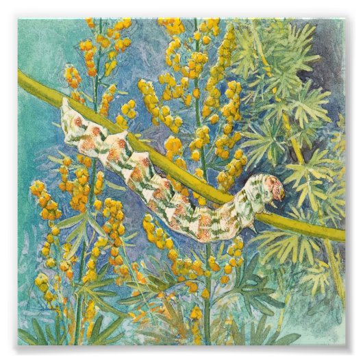 アカリアアッシンティウモアキャタピラ フォトプリント (正面)