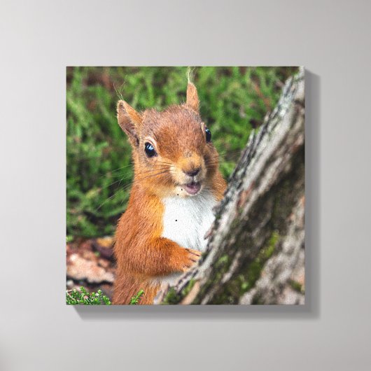 アカリスアニマルプリント キャンバスプリント (正面)