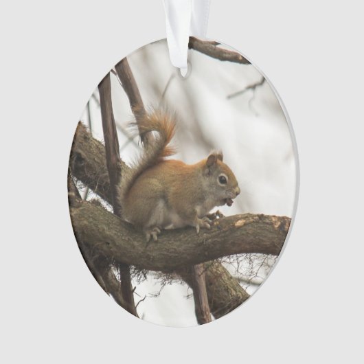 アカリス オーナメント (正面)