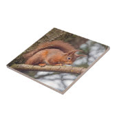 アカリス タイル (側面)