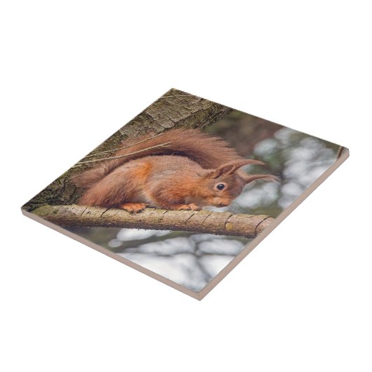 アカリス タイル (側面)