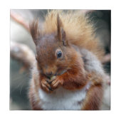 アカリス タイル (正面)