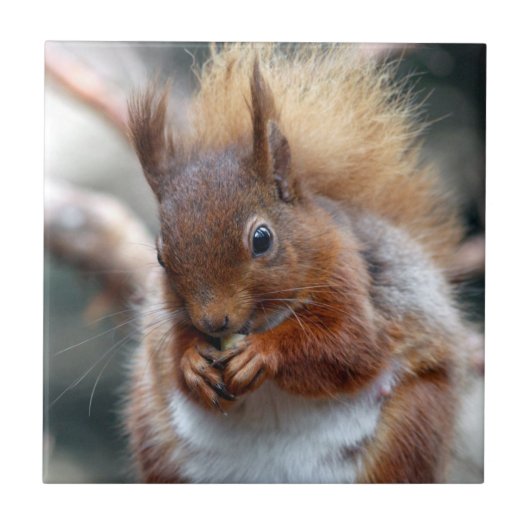 アカリス タイル (正面)