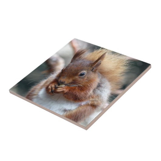 アカリス タイル (側面)