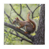 アカリス タイル (正面)