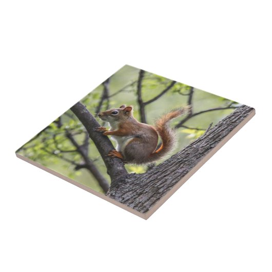 アカリス タイル (側面)