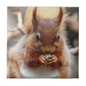 アカリス タイル (正面)