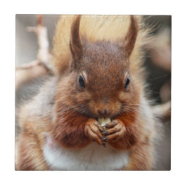 アカリス タイル