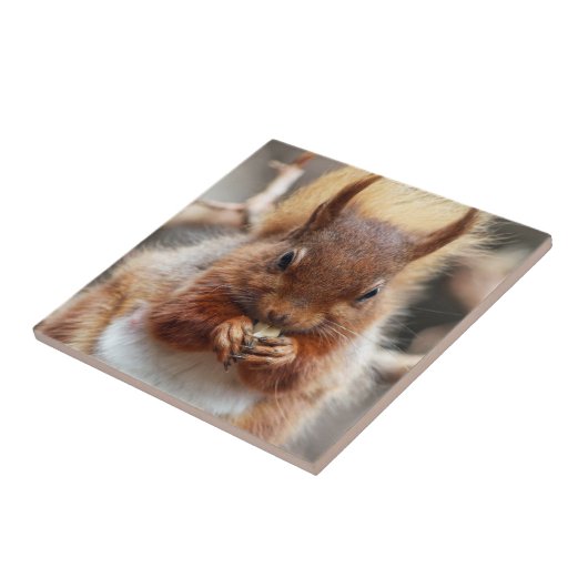 アカリス タイル (側面)