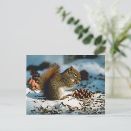 アカリス ポストカード (スタンド正面)